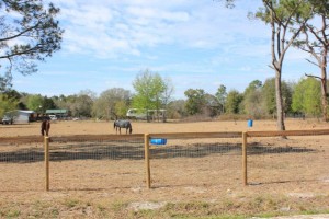 Ocala Marion County Land Citra Land Horse View 300x200 Ocala Marion County Land Citra Land Horse View