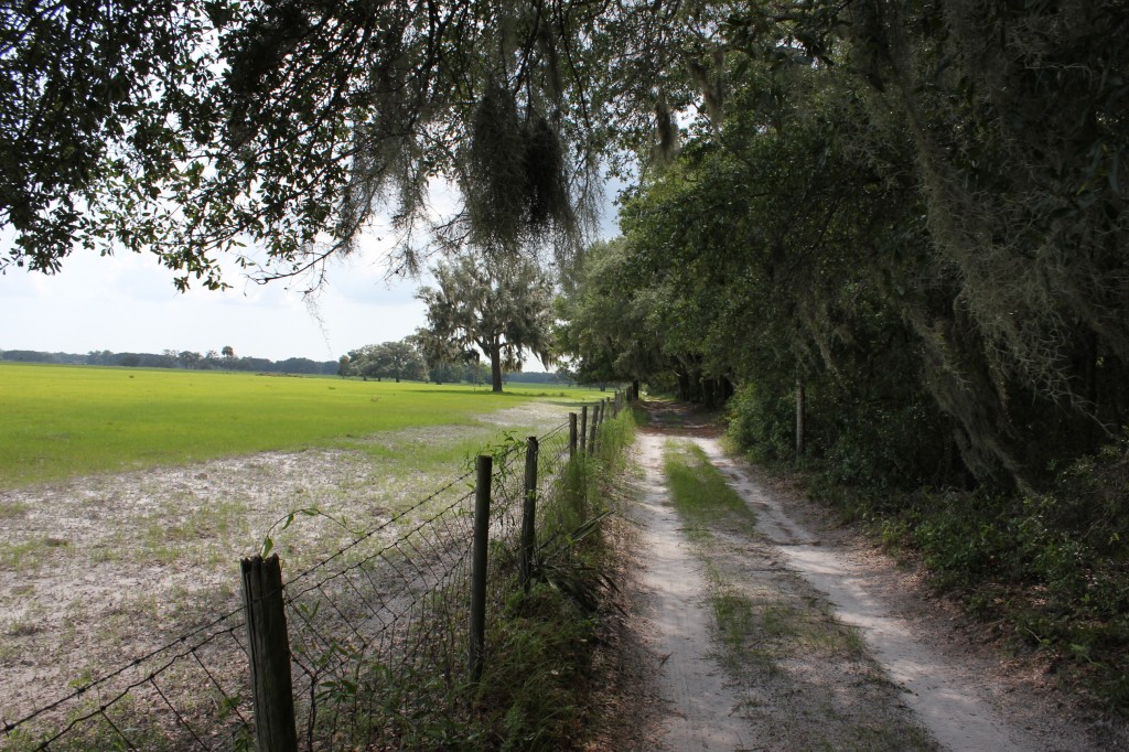 Florida Highlands Dunnellon, Fl Land For Sale Field