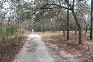 SW 153rd Lane in Dunnellon,Florida  -LOT is on LEFT