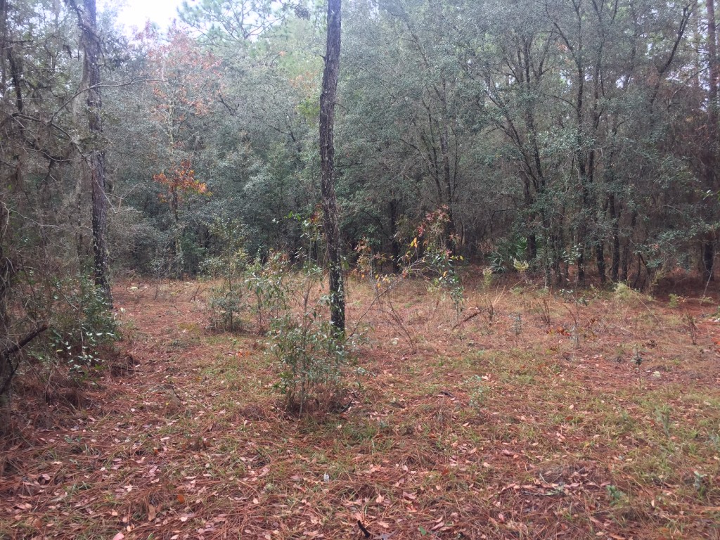 2-5-acres-in-lake-tropicana4