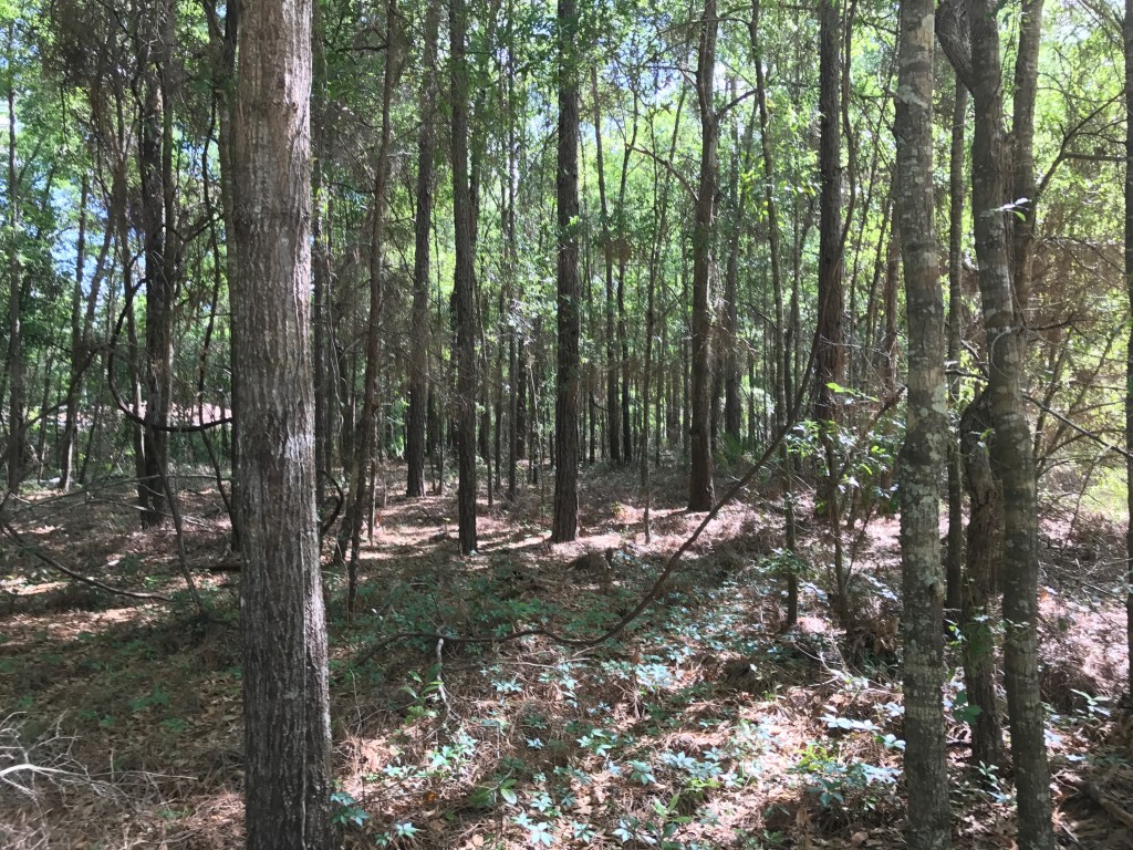 Inside Ocala Estates building Lot.