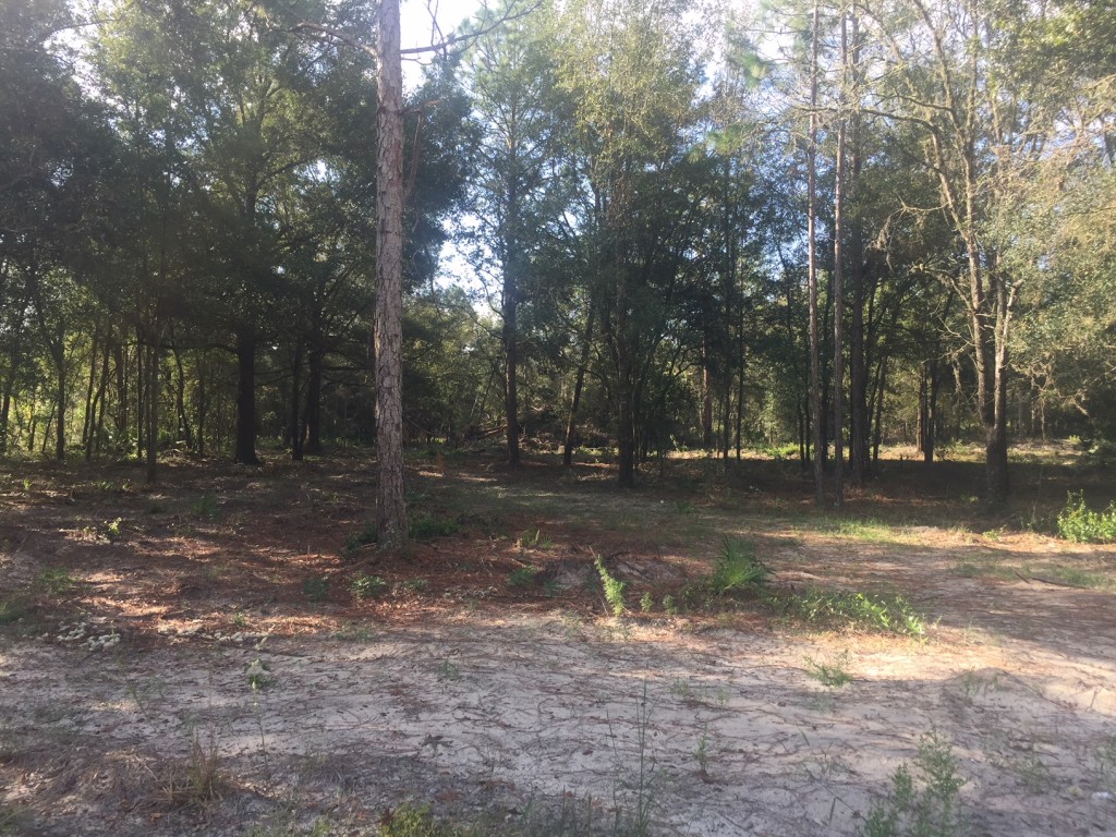 2.5 Acres in Florida High