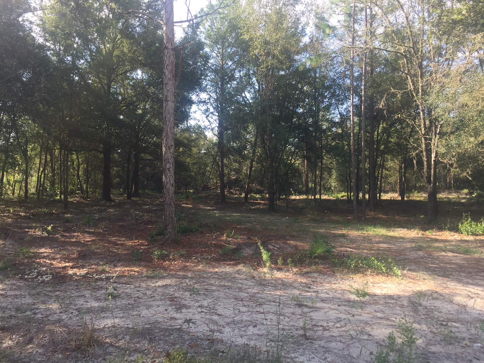 2.5 Acres in Florida Highlands Dunnellon, Fl Just Listed!