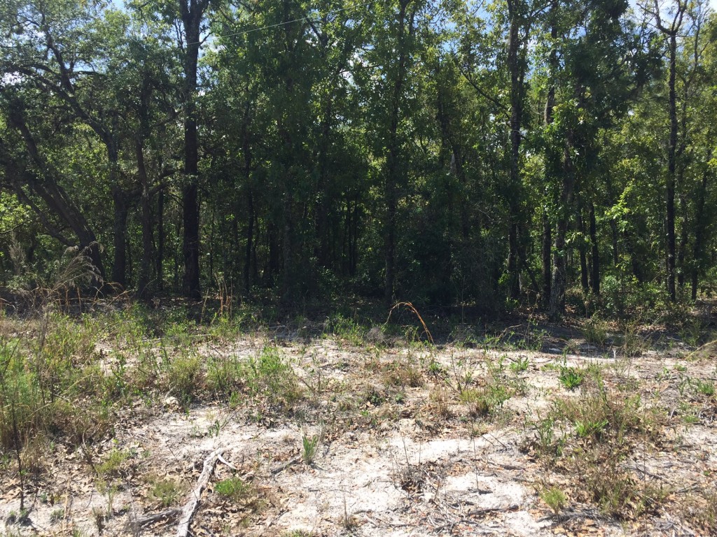 3.75 Acres in Florida Highlands1