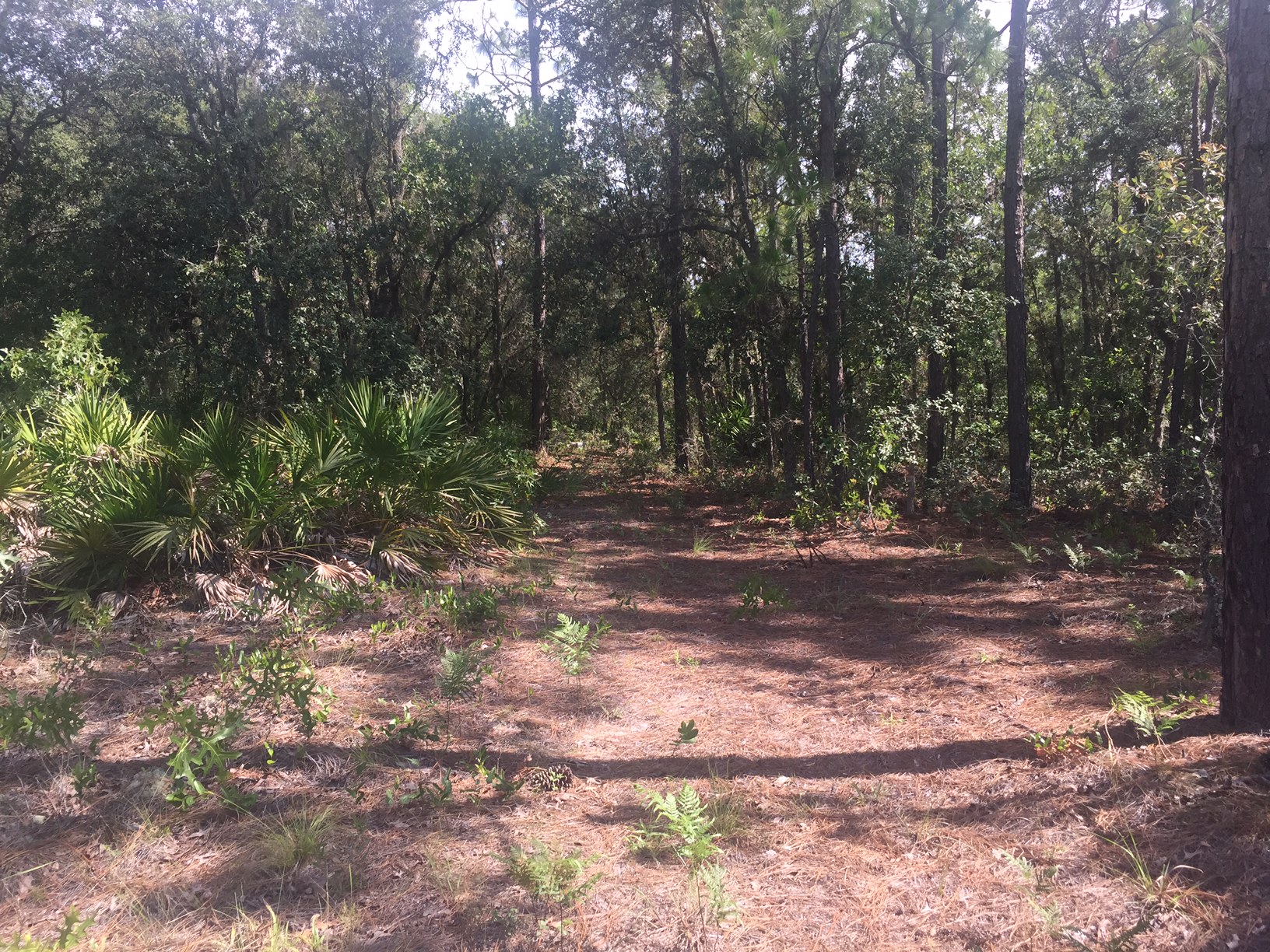 2.76 Acres in Beverly Hills, Florida at PINE RIDGE
