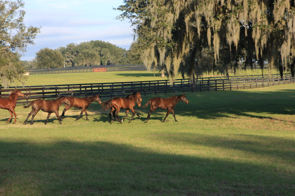 What Makes Ocala, Florida Horse Country?